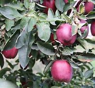 Image result for Sweet Apple Variety