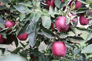 Image result for Red Dellicious Apple
