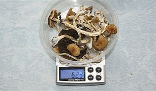 Image result for What Does a Gram of Mushrooms Look Like