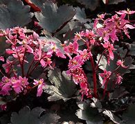 Image result for Saxifraga cortusifolia Gelbes Monster
