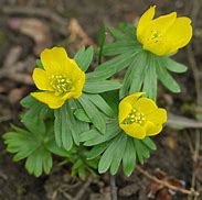 Image result for Eranthis hyemalis Sachsengold