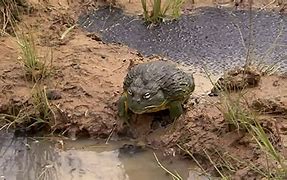 Image result for Alabama Bull Frog