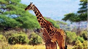 Image result for Narodni Park Amboseli