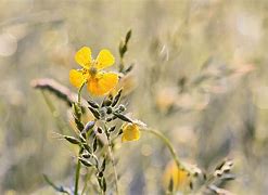 Image result for Buttercup Yellow Mobile Wallpaper