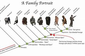 Image result for Year Evolution Graph