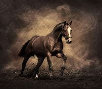 Image result for Beauty Horse Wallpaper 4K