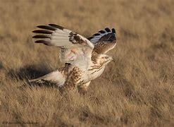 Image result for Buteo hemilasius