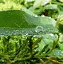 Image result for Leaf Dew Drop
