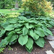 Image result for Hosta T Rex