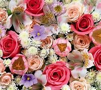Image result for Colorful Roses Wallpaper