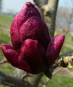 Image result for Magnolia Genie