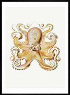 Image result for Vintage Octopus Illustration