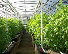 Image result for Greenhouse Plants