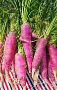 Image result for Pink Carrot