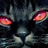 Image result for Animal Wallpaper Cat & Dog