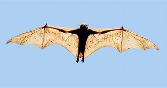 Image result for Giant Fruit Bat Philippines
