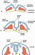 Image result for Neural Tube in Embryo