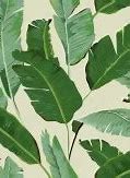 Image result for Blue Gray Wallpaper Banana Leafs