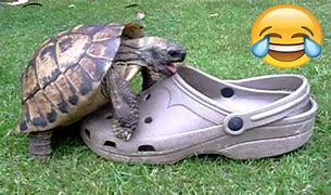 Image result for Tortoise Face Funny