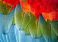 Image result for Blue Feather Cartoon
