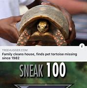 Image result for Funny Tortoise Memes