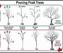 Image result for Fruit Tree Pruning Chart