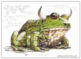 Image result for Bull Frog Drawing in a Swamp