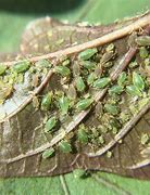 Image result for "green-peach-aphid"