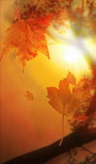 Image result for iPhone 14 Pro Max Fall Wallpaper