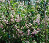 Image result for Trachelospermum jasminoides Pink