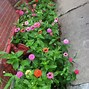 Image result for Wildflowers Down Driveway