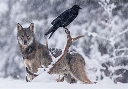 Image result for Ravenwolf Together We Rise