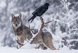 Image result for Raven Wolf