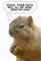 Image result for Squirrel Nut Funny Bad Day