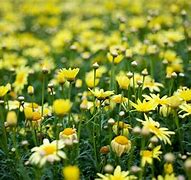 Image result for Yellow Flower Screensavers