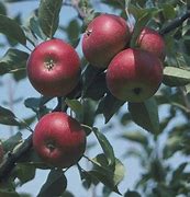 Image result for M26 Scrumptious Apple Tree