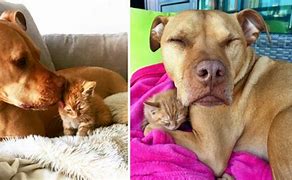 Image result for Rescue Dogs and Cats