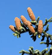 Image result for Abies pinsapo Montejaque