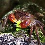 Image result for Red Claw Crab