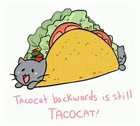 Image result for Taco Cat Animated