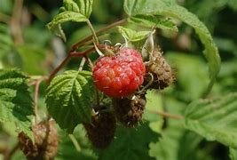Image result for Rubus idaeus Himbotop