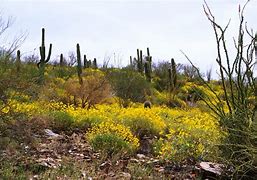 Image result for Sonora Desert Bloom