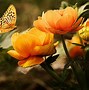 Image result for Flowers Tumblr Wallpaper