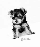 Image result for Yorkie Puppy Screensavers