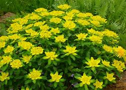Image result for euphorbia_epithymoides