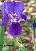 Image result for Iris germanica amethyst flame