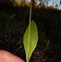 Image result for Pogonia ophioglossoides
