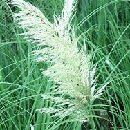 Image result for Cortaderia selloana