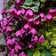 Image result for Purple Climbers