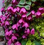 Image result for Purple Climbing Flowering Vines